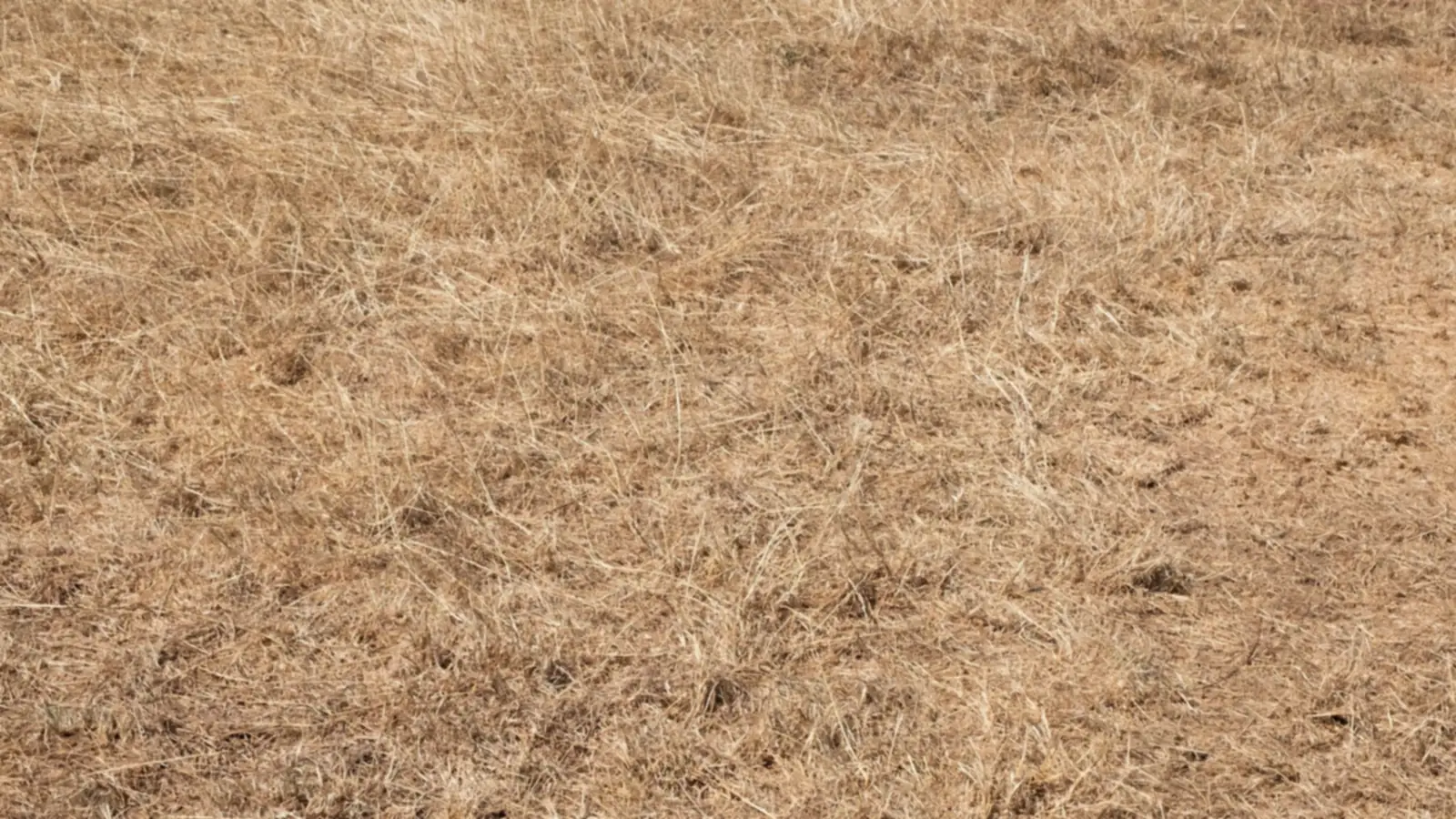 Arrêtés sécheresse : ce que ça change pour votre jardin