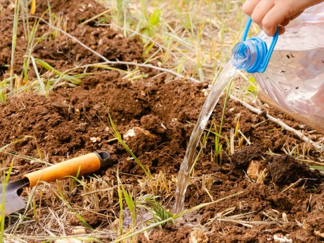 Méthodes efficaces pour économiser l’eau au jardin