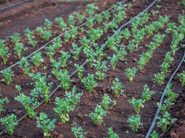 Obtenir une aide financière pour l’irrigation goutte-à-goutte